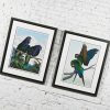 Vintage Dallas John Limited Edition Hand Signed Imperial Mates & Military Macaws Fine Art Serigraph Parrots